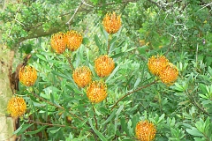 0654-Reis Zuid-Afrika2007